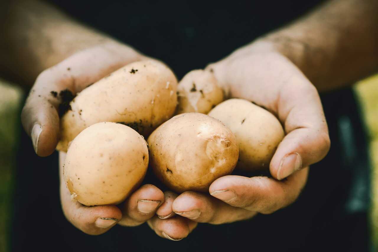 Patata