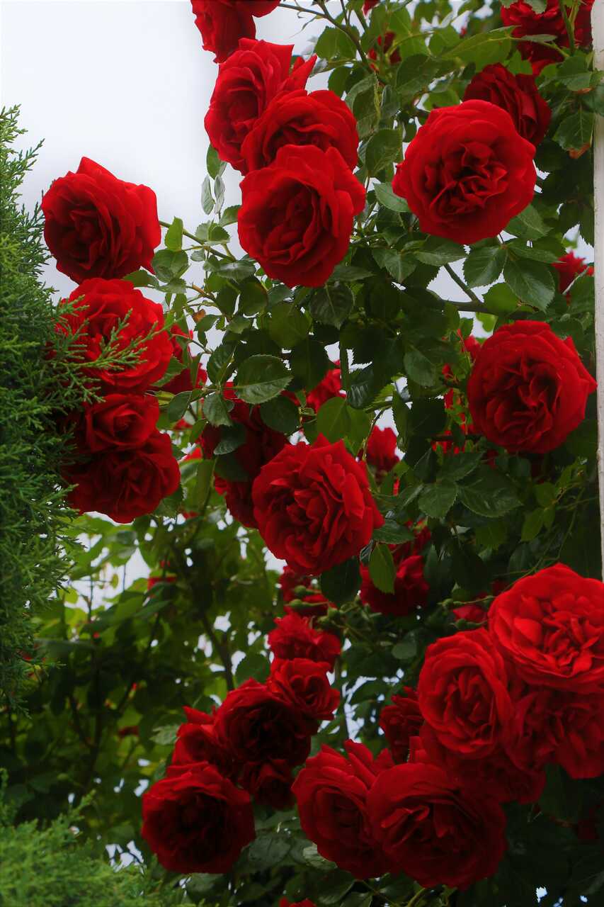 Rosa